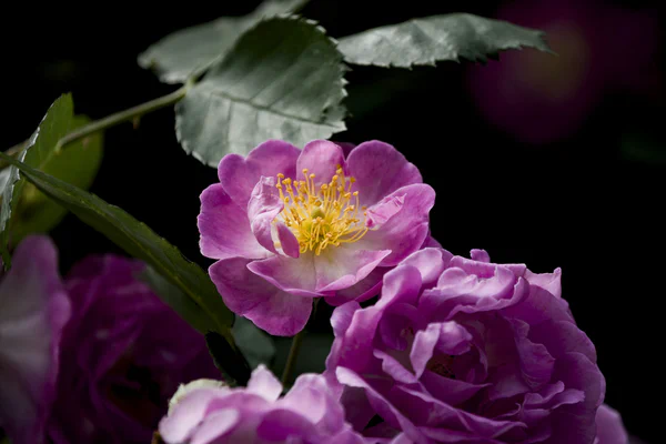 photographs/_DSC7270 (3).jpg